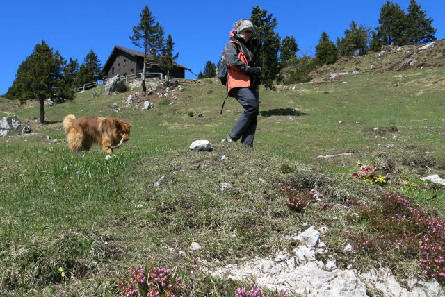 Dingo na Veliki pl., 15.04.2014 - foto