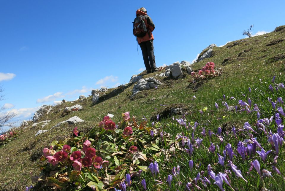 Dingo na Veliki pl., 15.04.2014 - foto povečava