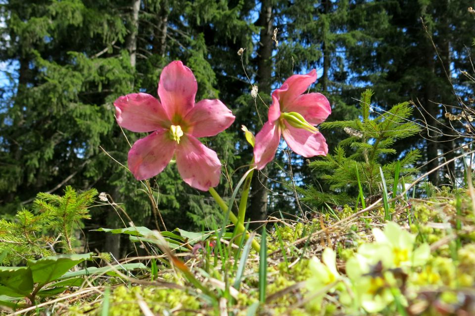 Dingo na Veliki pl., 15.04.2014 - foto povečava