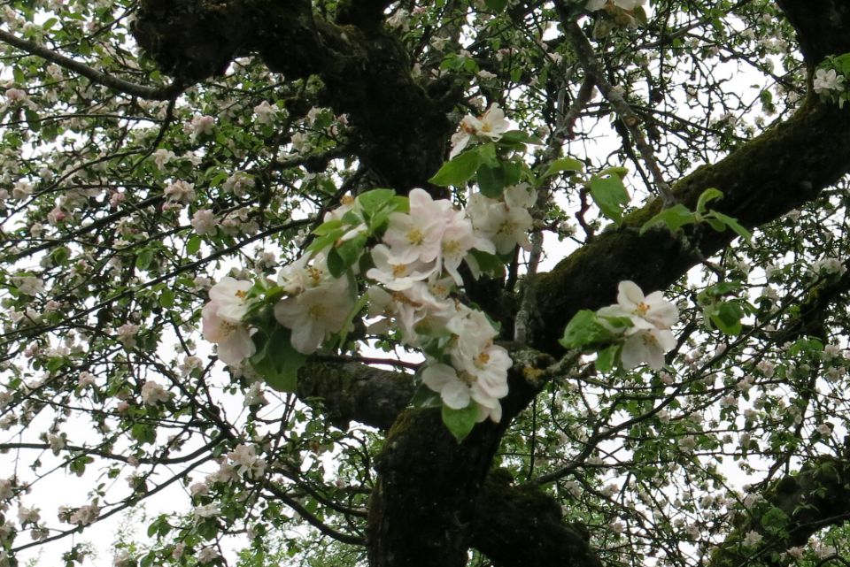 Kati + Vrbnje + ... 21.04.2014 - foto povečava