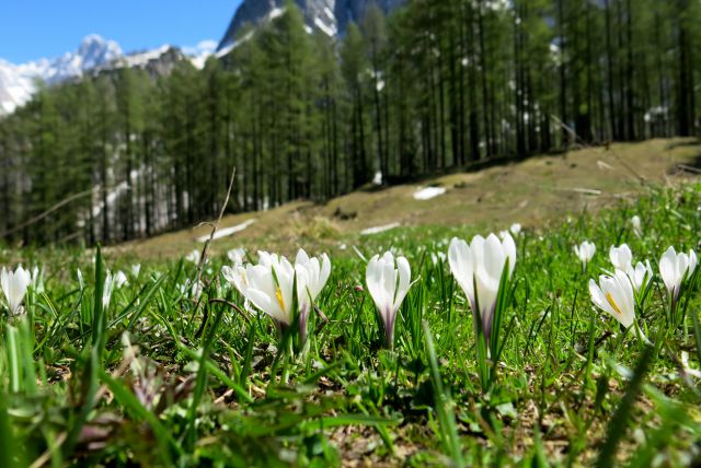 M. Mojstrovka po pripravniški  05.05.2014 - foto