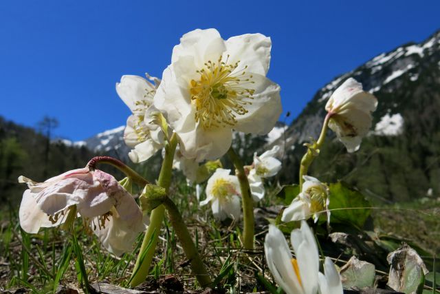 M. Mojstrovka po pripravniški  05.05.2014 - foto