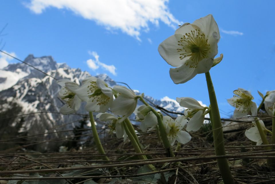 GOLI VRH + teloh  9.5.2014 - foto povečava