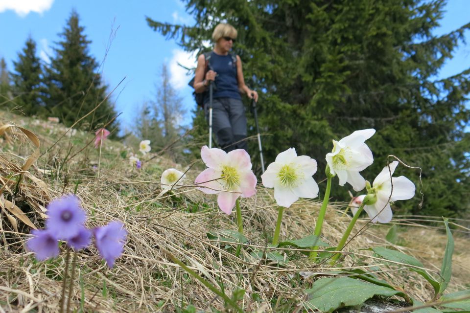 GOLI VRH + teloh  9.5.2014 - foto povečava