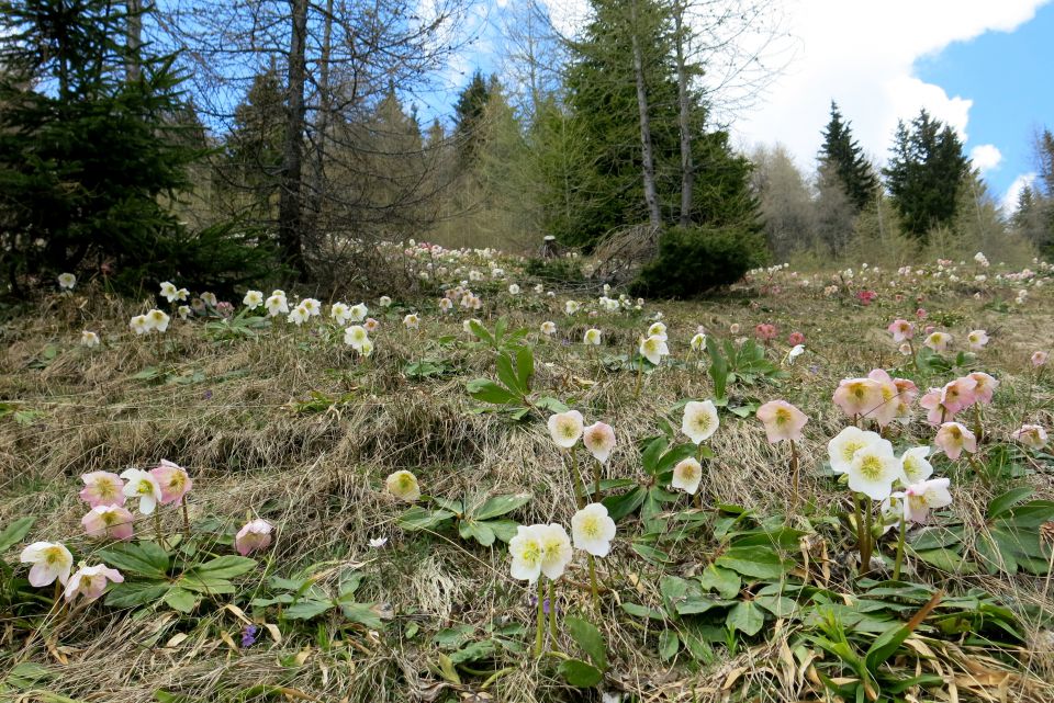 GOLI VRH + teloh  9.5.2014 - foto povečava