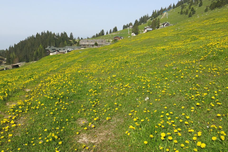 Dingo + Kompotela  22.05.2014 - foto povečava