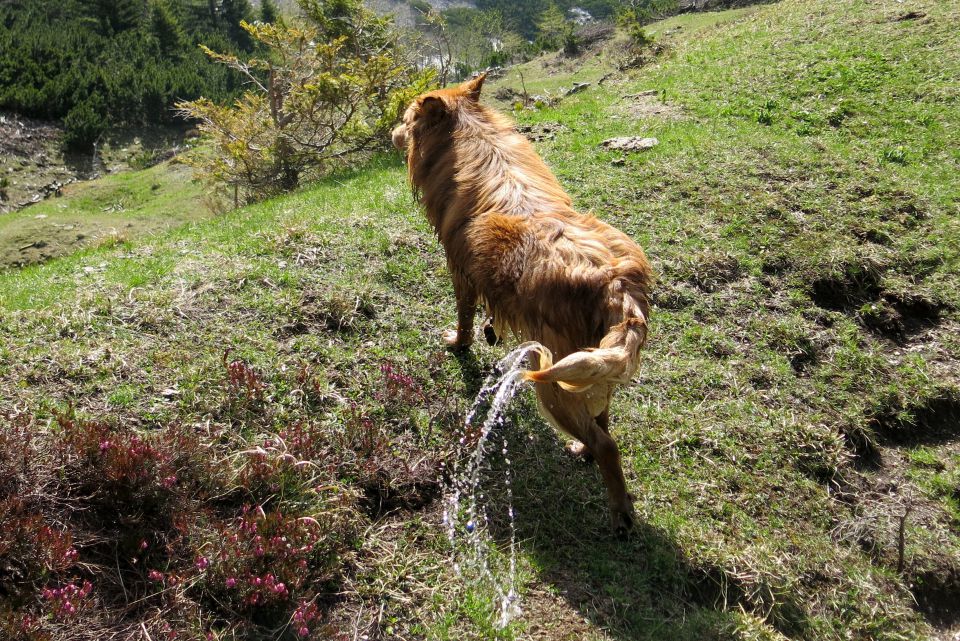 Dingo + Kompotela  22.05.2014 - foto povečava