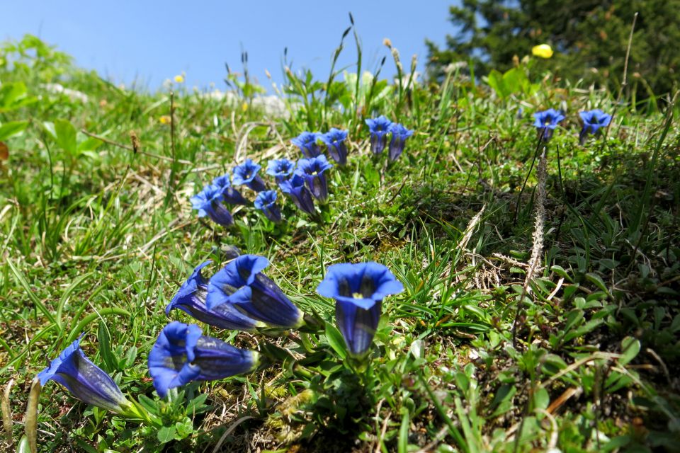 Dingo + Kompotela  22.05.2014 - foto povečava