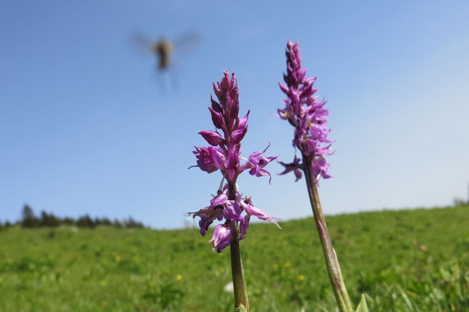 Dingo + Kompotela  22.05.2014 - foto povečava