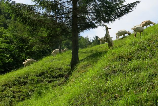 Gonte 31.05.2014 - foto