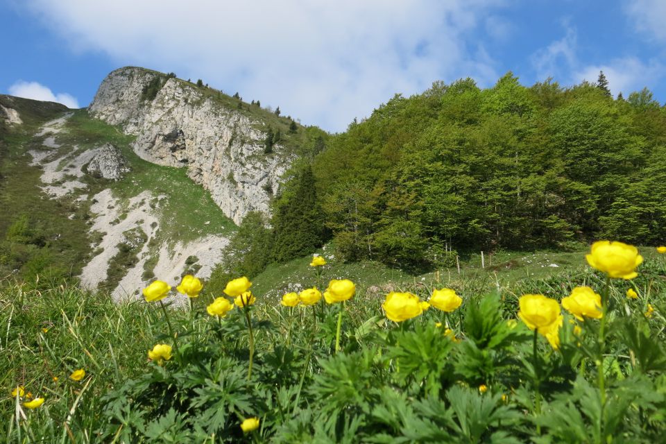 Ratitovec  04.06.2014 - foto povečava