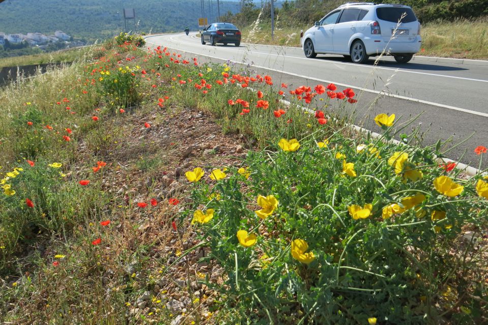 Stinica - okolica, 6.6.2014 - foto povečava