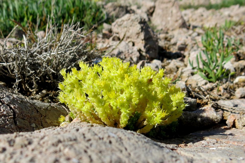 Stinica - okolica, 6.6.2014 - foto povečava