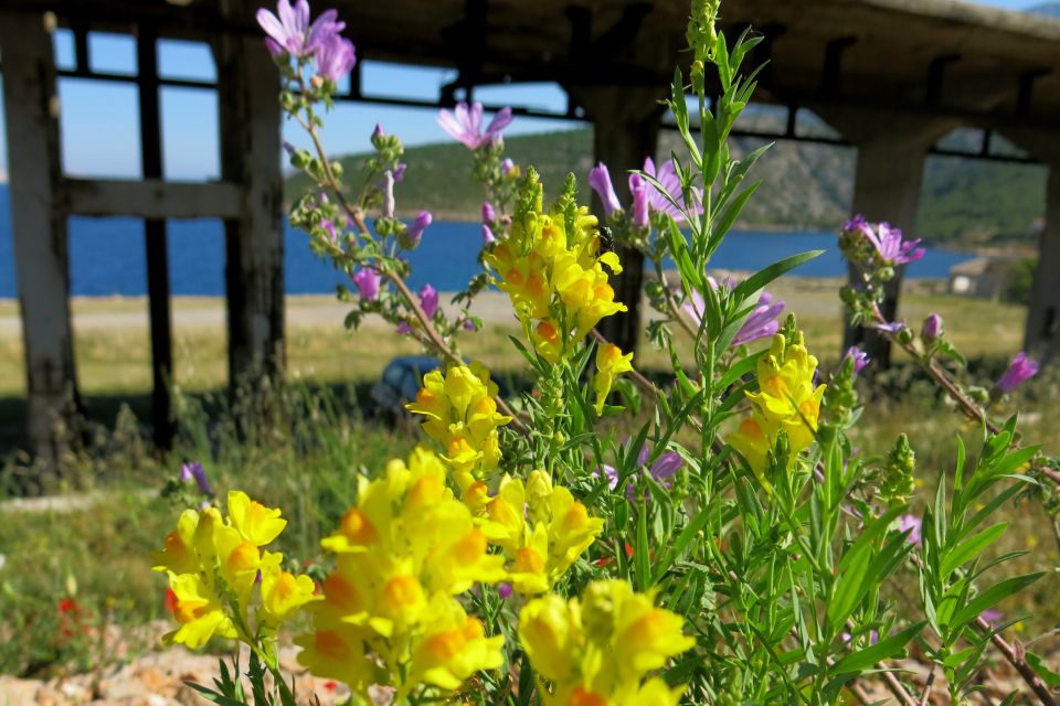 Stinica - okolica, 6.6.2014 - foto povečava