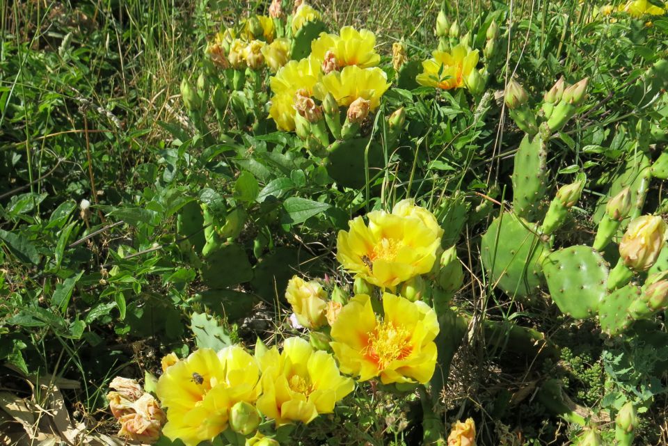 Stinica - okolica, 6.6.2014 - foto povečava