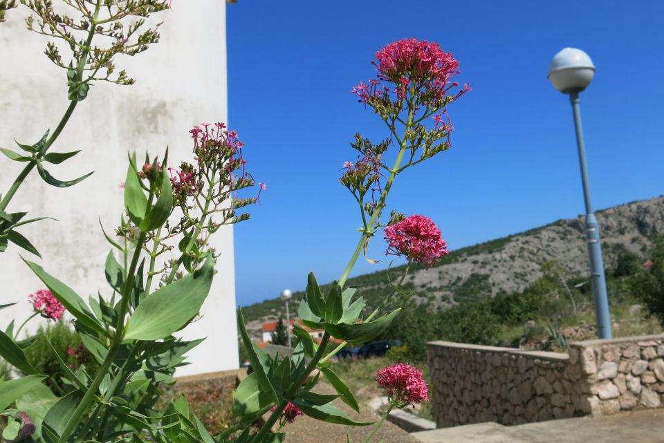 Stinica - okolica, 6.6.2014 - foto povečava