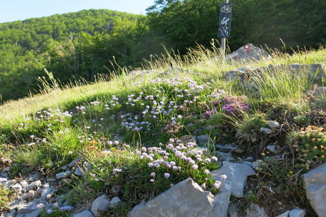 Stinica - s. velebit, 9.6.2014 - foto