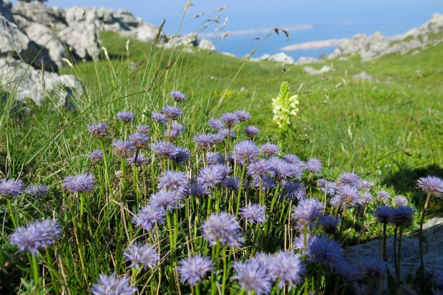 Stinica - s. velebit, 9.6.2014 - foto