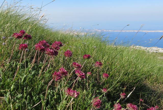 Stinica - s. velebit, 9.6.2014 - foto