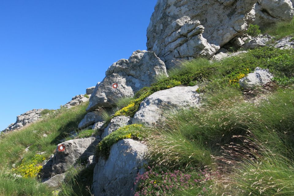 Stinica - s. velebit, 9.6.2014 - foto povečava