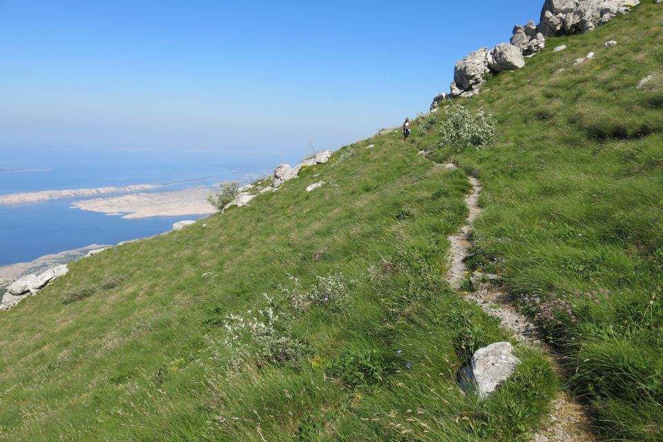 Stinica - s. velebit, 9.6.2014 - foto povečava