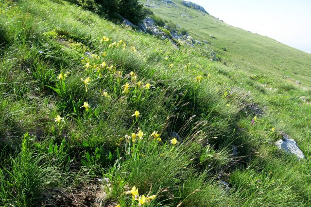 Stinica - s. velebit, 9.6.2014 - foto