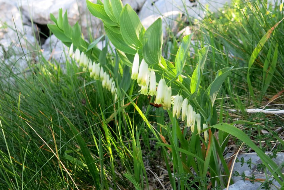 Stinica - s. velebit, 9.6.2014 - foto povečava