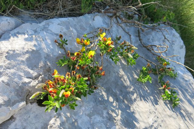 Stinica - s. velebit, 9.6.2014 - foto