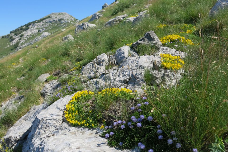 Stinica - s. velebit, 9.6.2014 - foto povečava