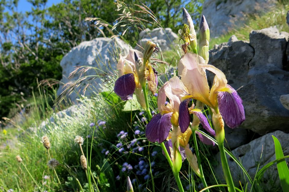 Stinica - s. velebit, 9.6.2014 - foto povečava