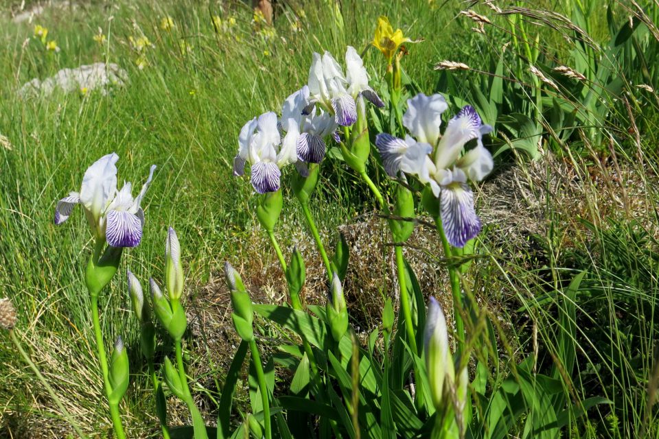 Stinica - s. velebit, 9.6.2014 - foto povečava