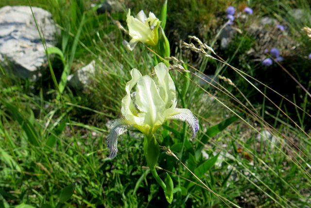 Stinica - s. velebit, 9.6.2014 - foto