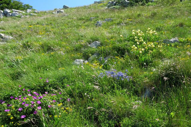 Stinica - s. velebit, 9.6.2014 - foto