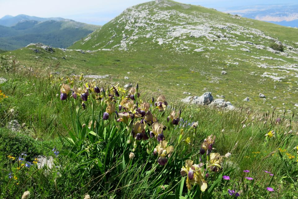 Stinica - s. velebit, 9.6.2014 - foto povečava