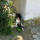 stiniški brezdomec