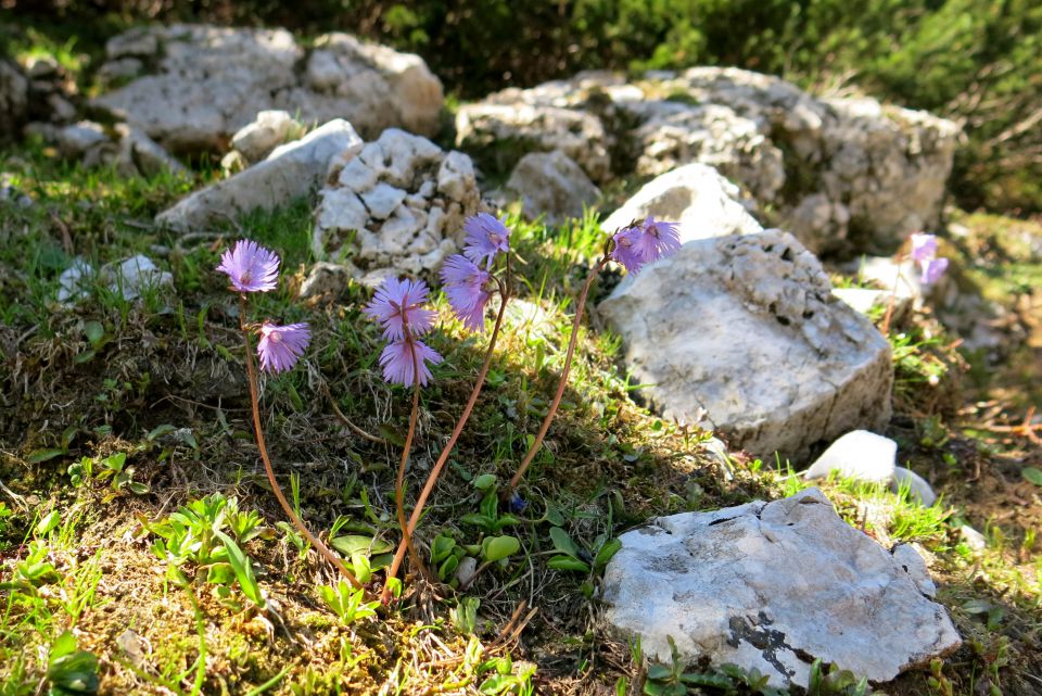 alpski zvonček