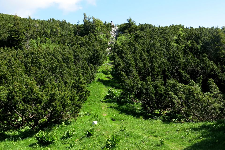 Struška  22.06.2014 - foto povečava