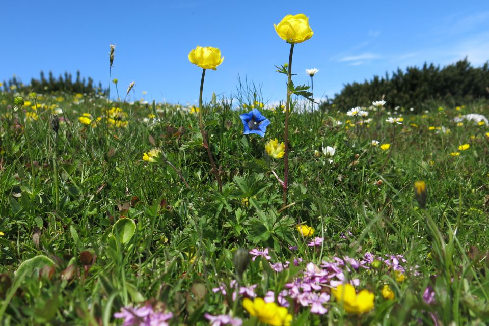 Struška  22.06.2014 - foto povečava