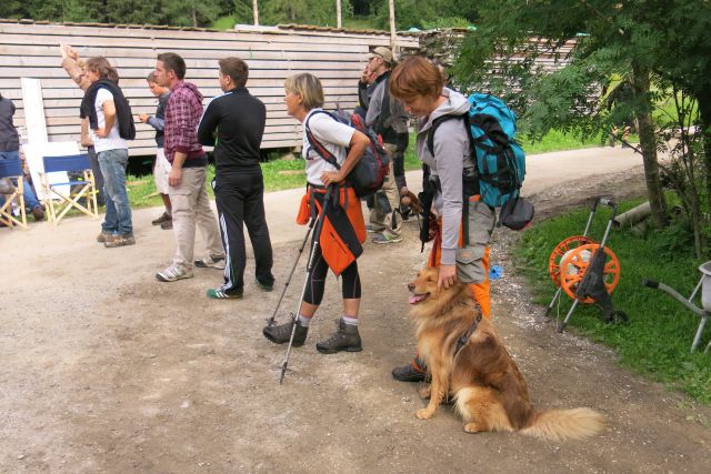 ... je zanimal dinga, krav pa ne preveč