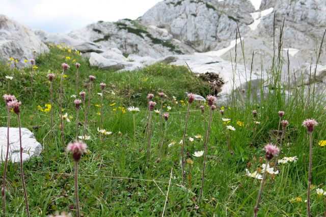 Alpski planinšek