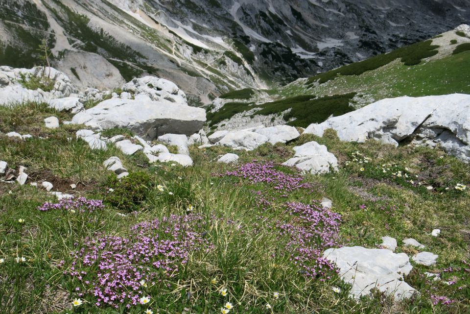 Vodnikov dom + Cesar  2098m, 12.07.2014 - foto povečava