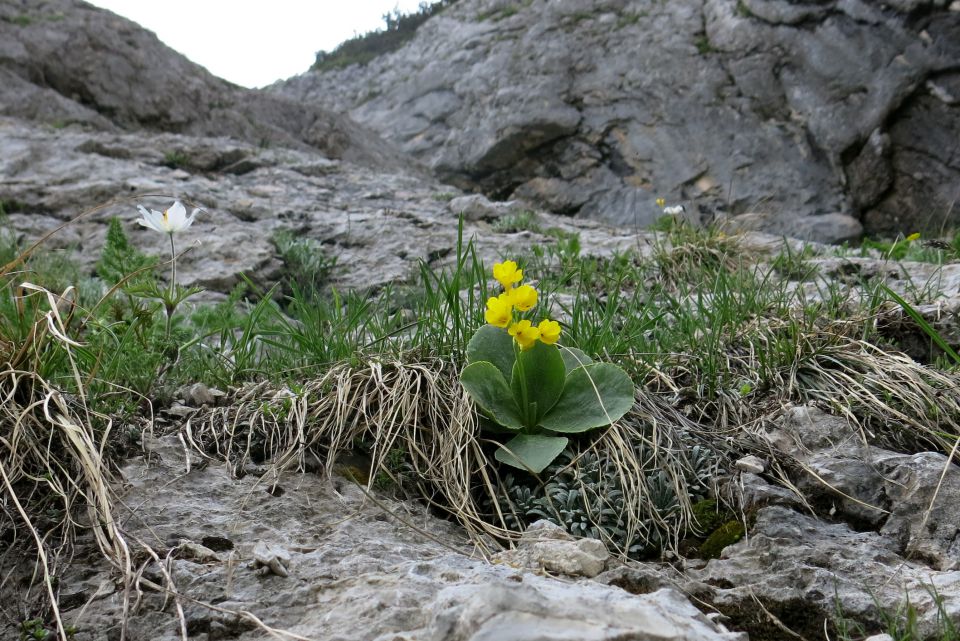 Vodnikov dom + Cesar  2098m, 12.07.2014 - foto povečava