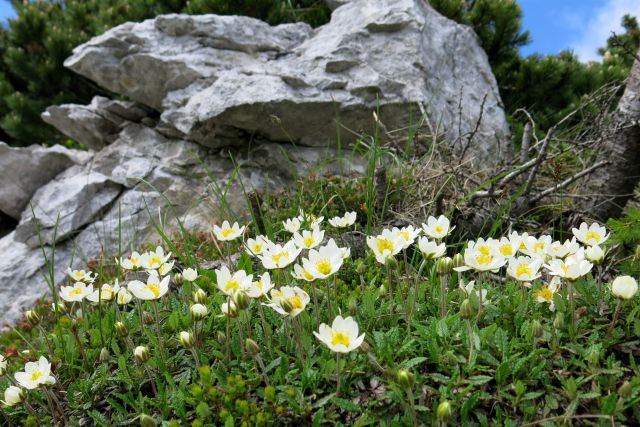 Alpska velesa