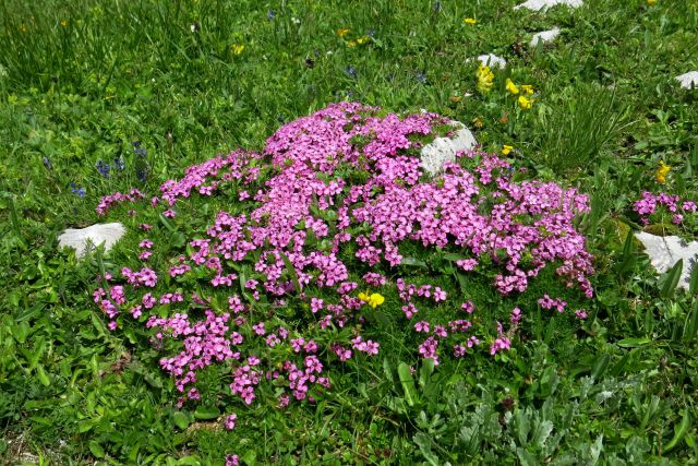 Brezstebelna lepnica