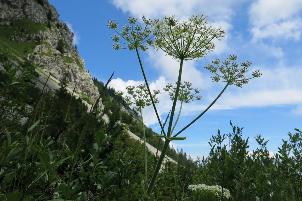 Ratitovec 01.08.2014 - foto povečava