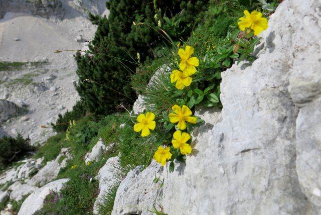 ŠKRLATICA , 07.08.2014 - foto