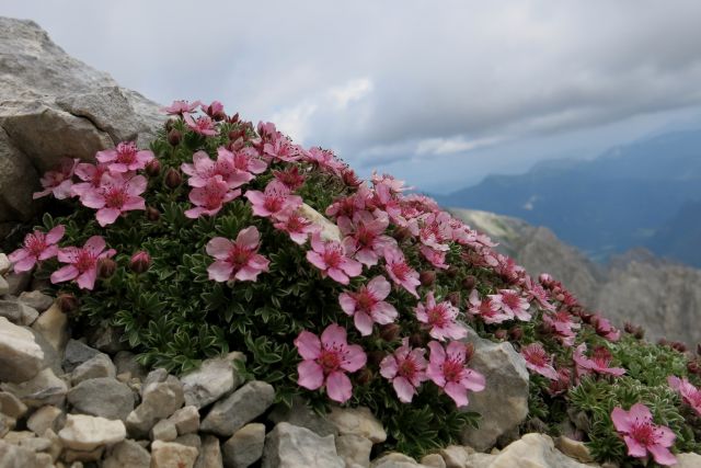 ŠKRLATICA , 07.08.2014 - foto