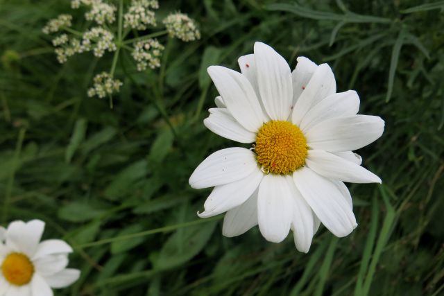 Vogel pri Krnu, 18.08.2014 - foto