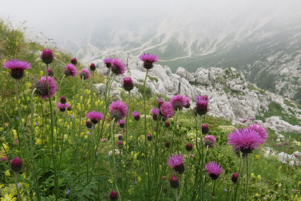 Vogel pri Krnu, 18.08.2014 - foto povečava