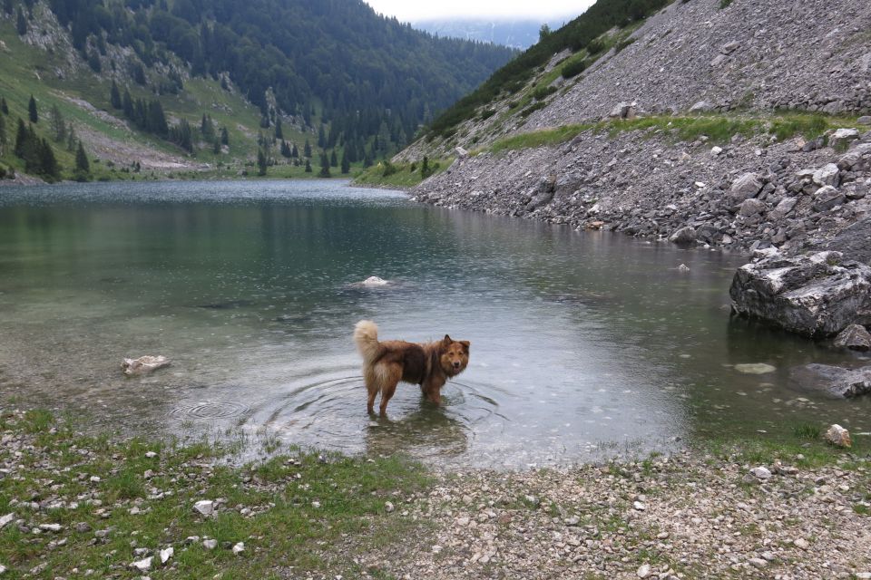 Vogel pri Krnu, 18.08.2014 - foto povečava